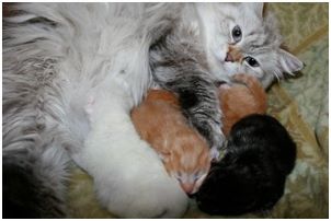 Siberian Kitten Litter with their Siberian Cat Parents